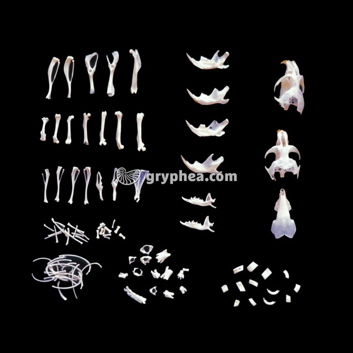 Pelote de réjection disséquée (Chouette effraie) - gryphea.com